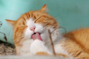 Corso online – Traduzione Veterinaria (inglese – italiano)